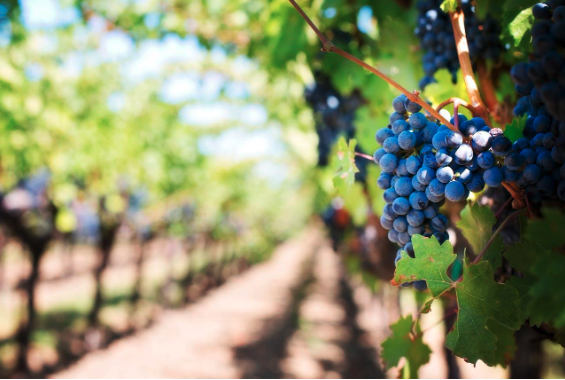 Grapes in a sunny vineyard